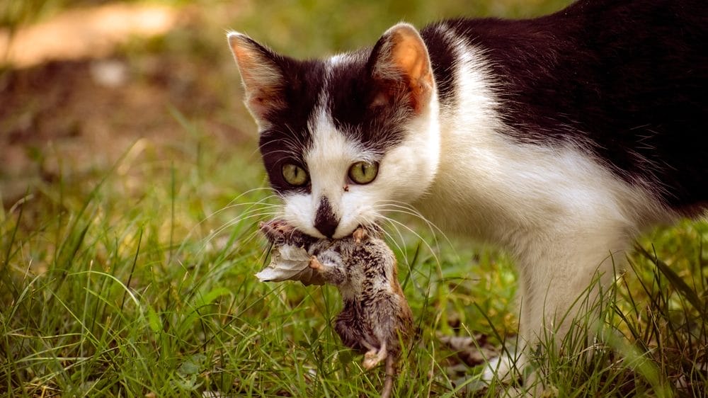 Katzenfutter Empfehlungen Fleischgehalt