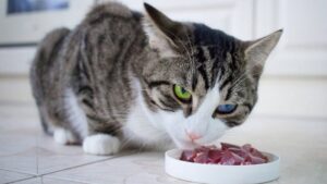 Graue Hauskatze frisst Nassfutter mit hohem Fleischanteil von einem flachen Teller