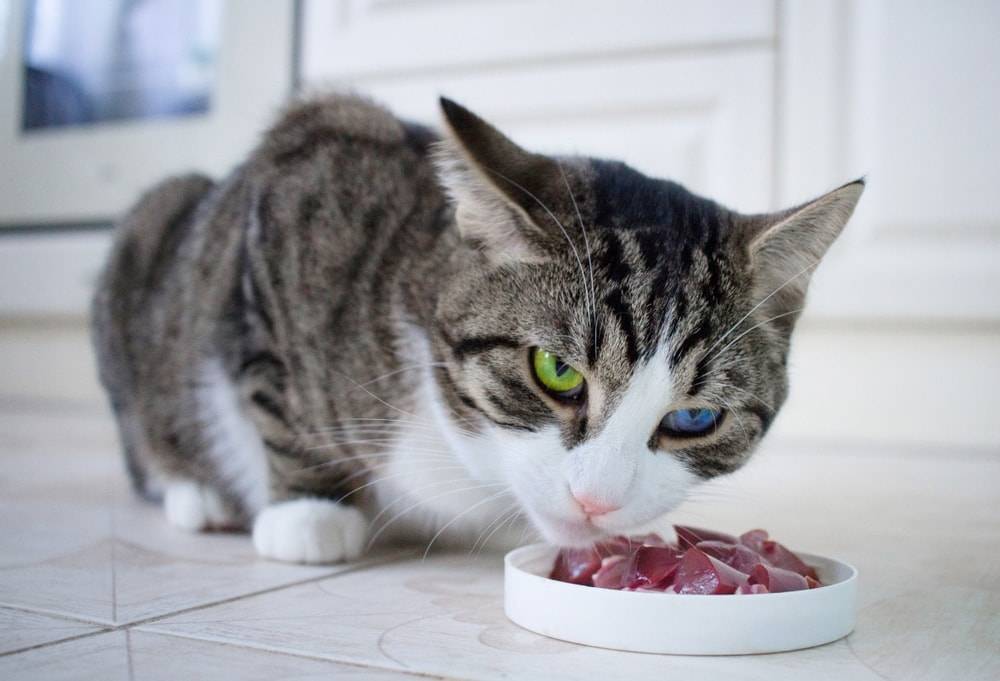 Katzenfutter mit hohem Fleischanteil