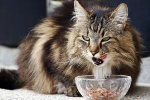 Katzenfutter ohne Getreide