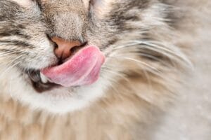 Katzenfutter ohne Zucker und Getreide