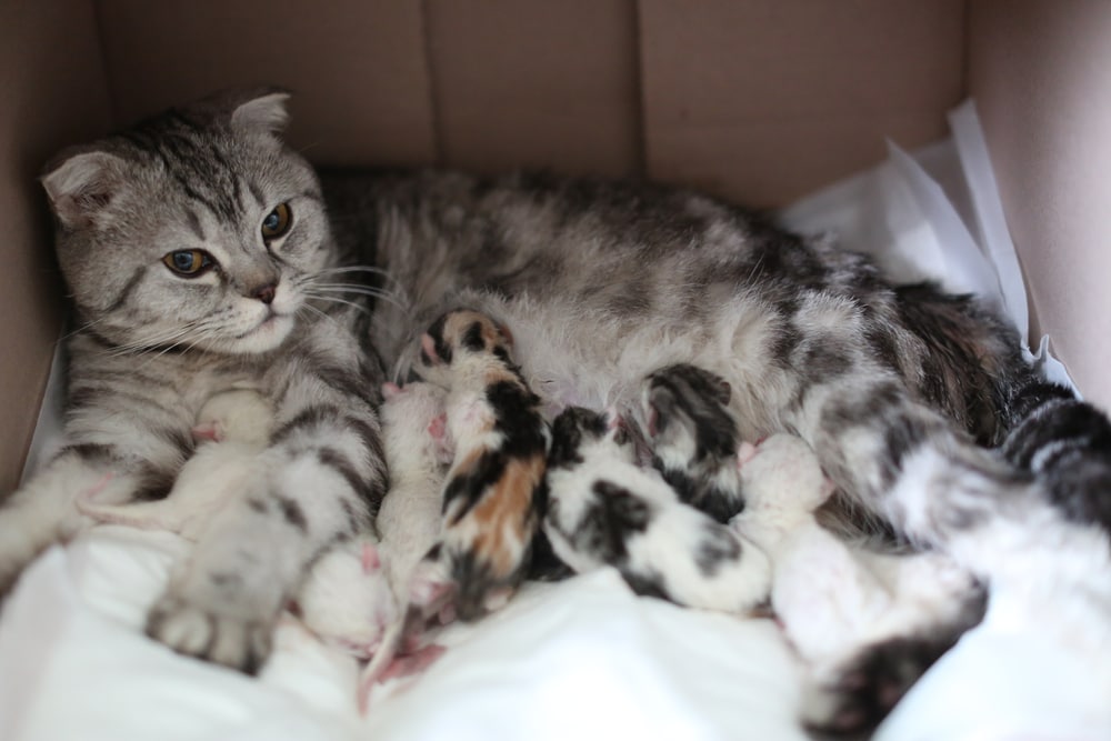 Katzengeburt Vorbereitungen