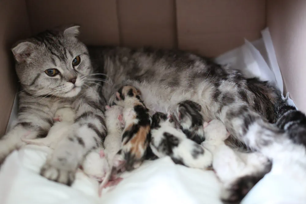 Katzengeburt Vorbereitungen