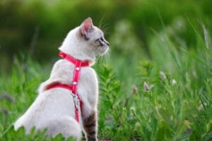 Katzengeschirr Ratgeber
