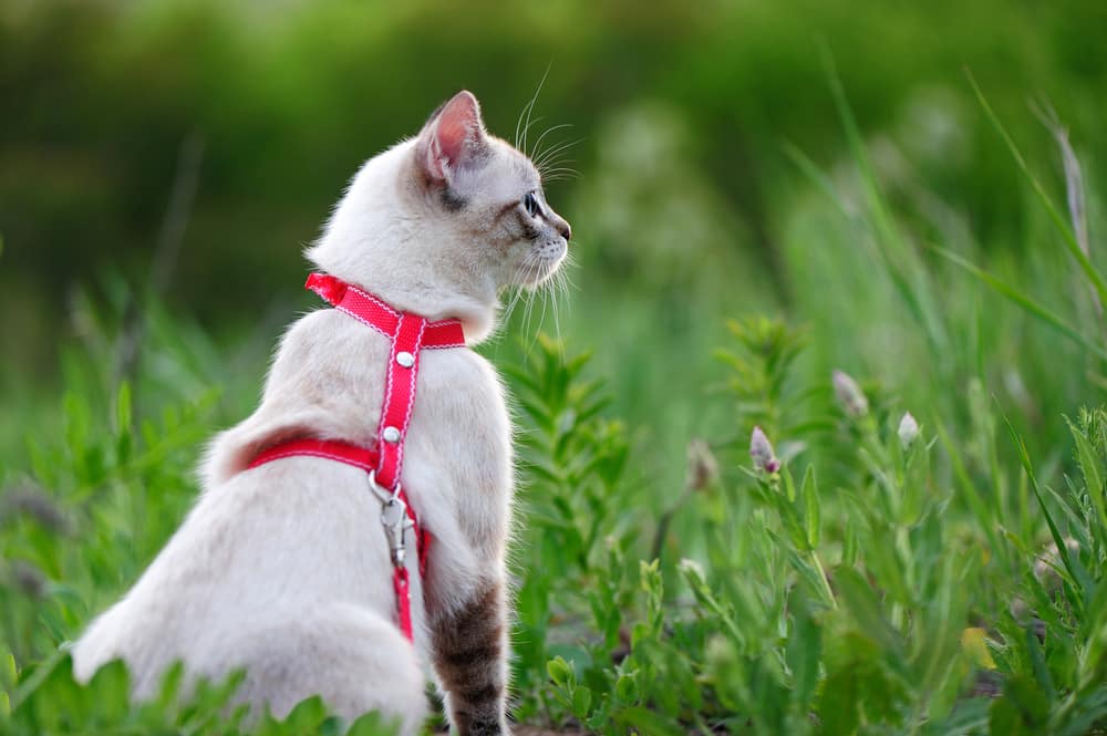 Katzengeschirr Ratgeber