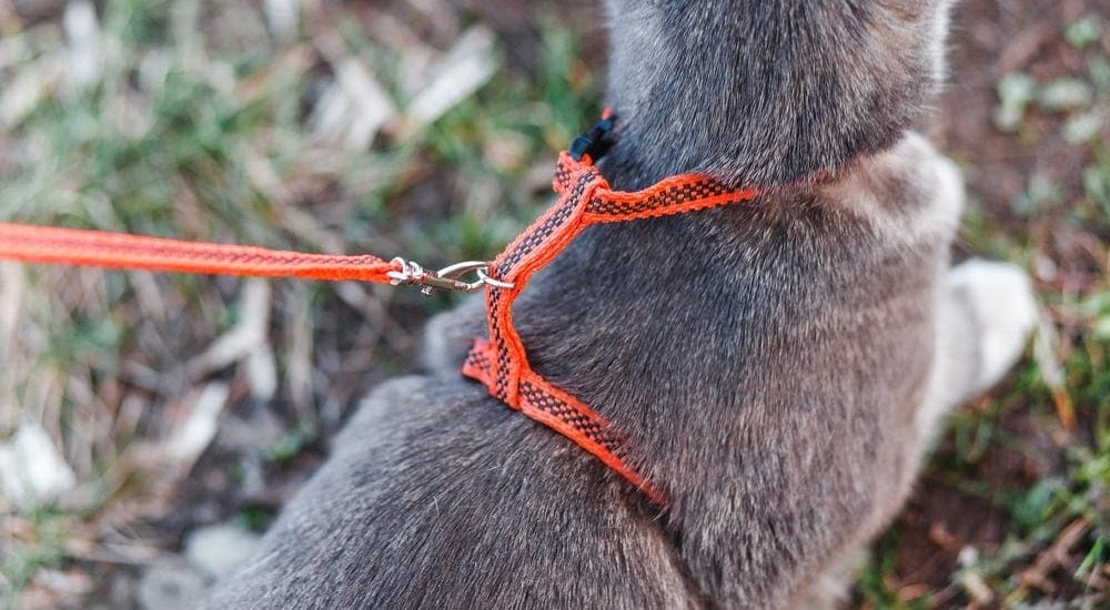 Katzengeschirr anlegen