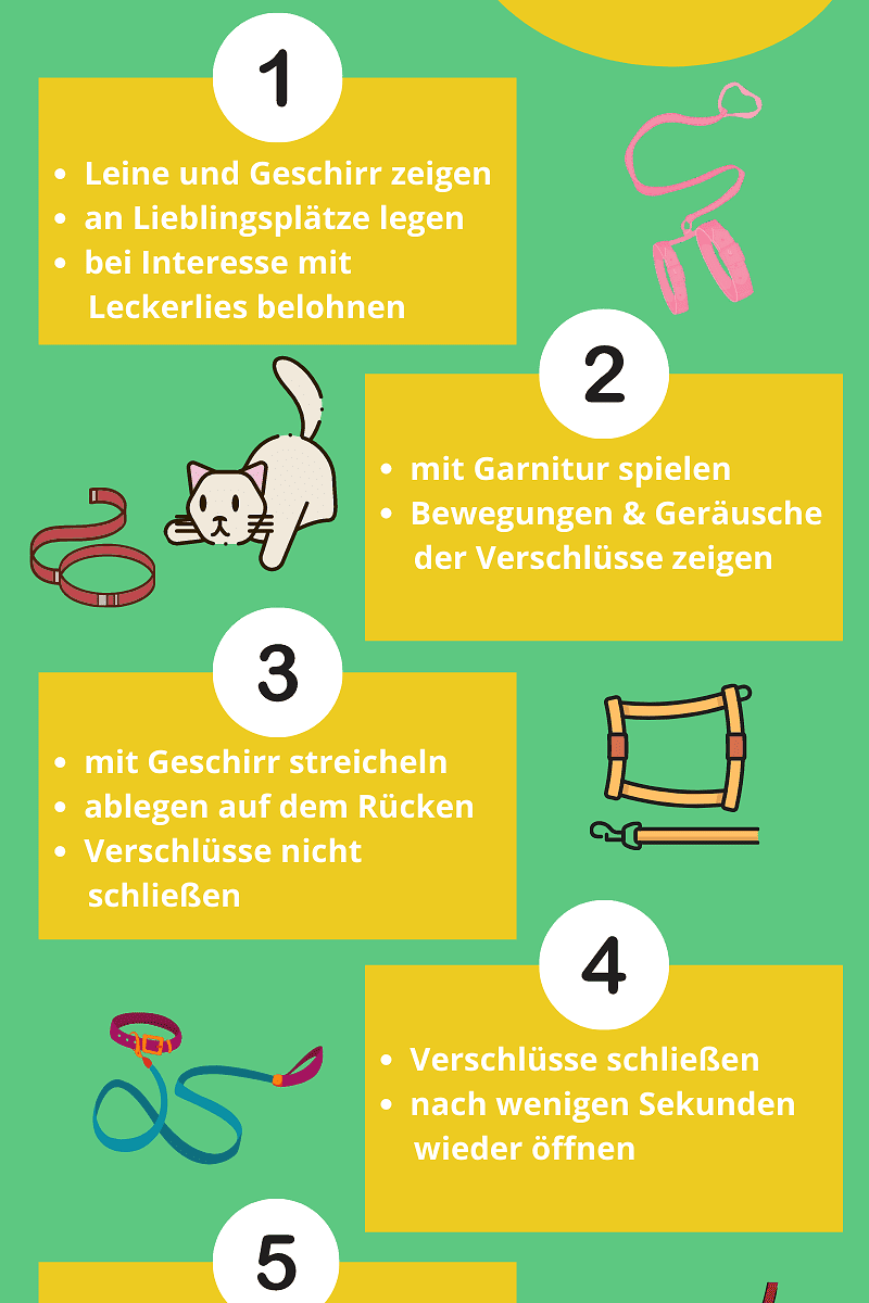 Katzengeschirr und Katzenleine Infografik