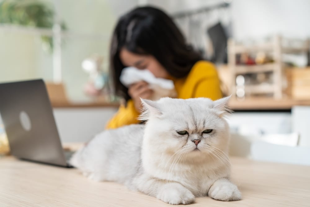 Symptome einer Katzenhaarallergie
