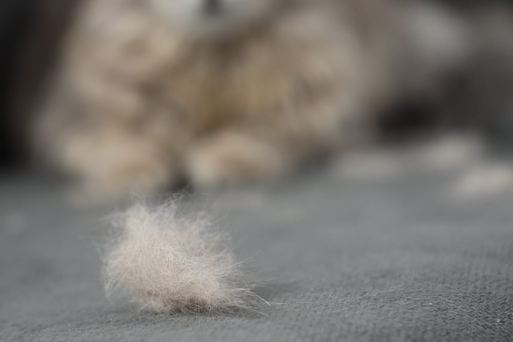 Katzenhaare entfernen