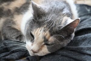 Katzenhaare entfernen