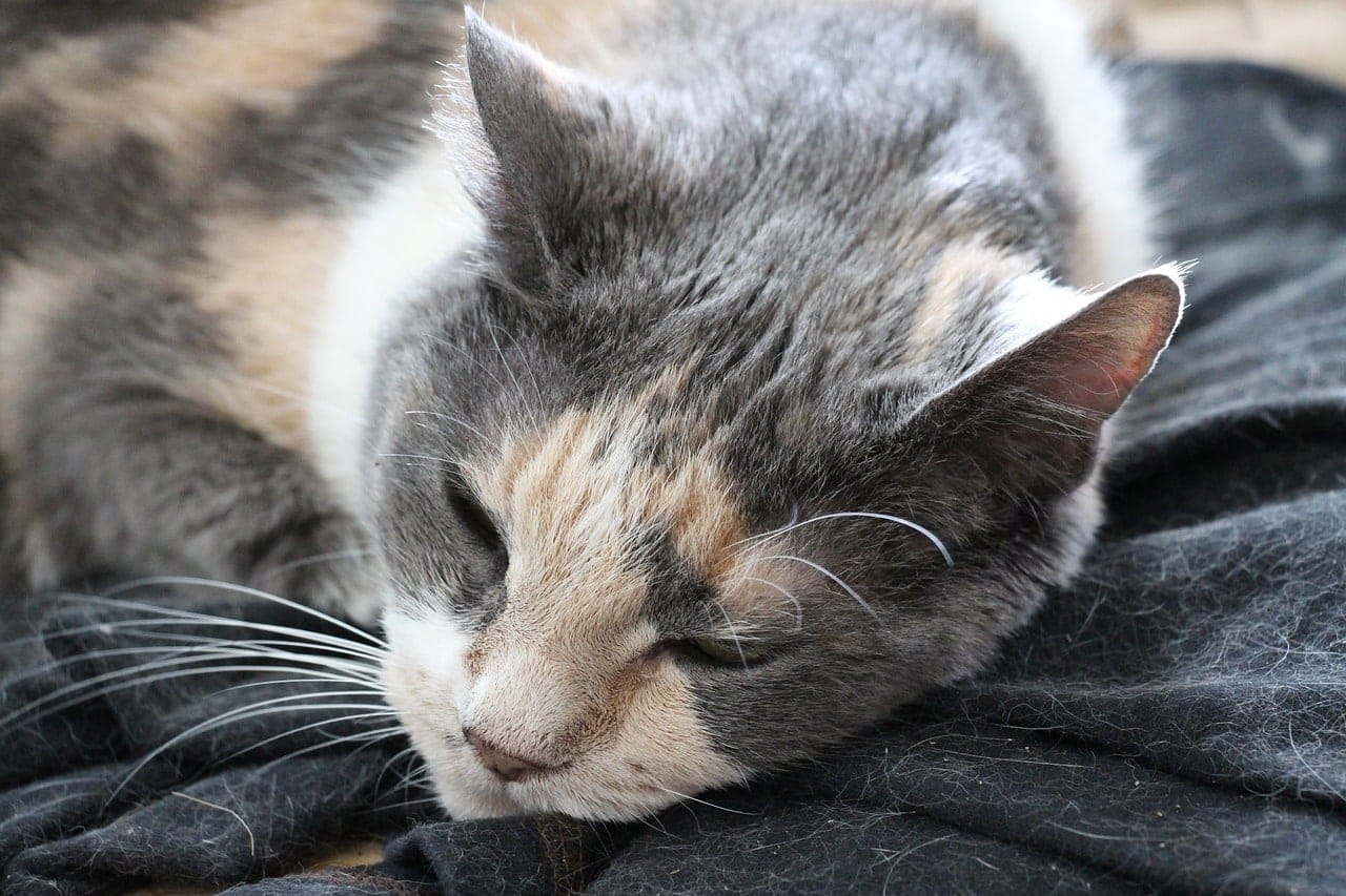 Katzenhaare entfernen