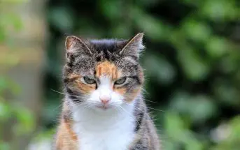 Katze Hat Flöhe Katzenflöhe Bekämpfen Aus Der Wohnung