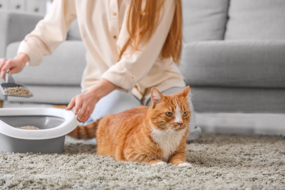 Frau macht Katzenklo sauber, denn Hygiene ist bei einer Giardieninfektion wichtig