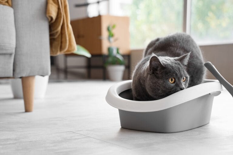 Katzenklo Tipps