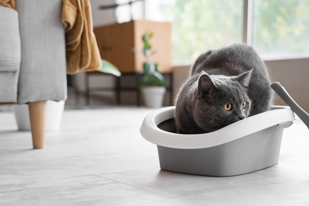 Katzenklo Tipps