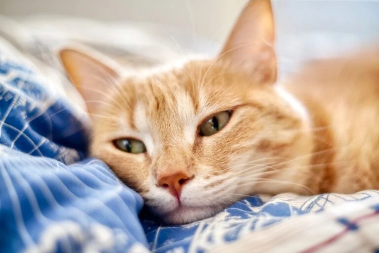 Katzenkrankenversicherung
