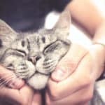 Katzeliebe - So zeigen Katzen ihre Zuneigung