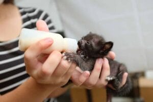 Katzenmilch für Kitten