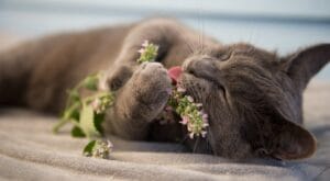 Eine Katze riecht an und spielt mit Katzenminze