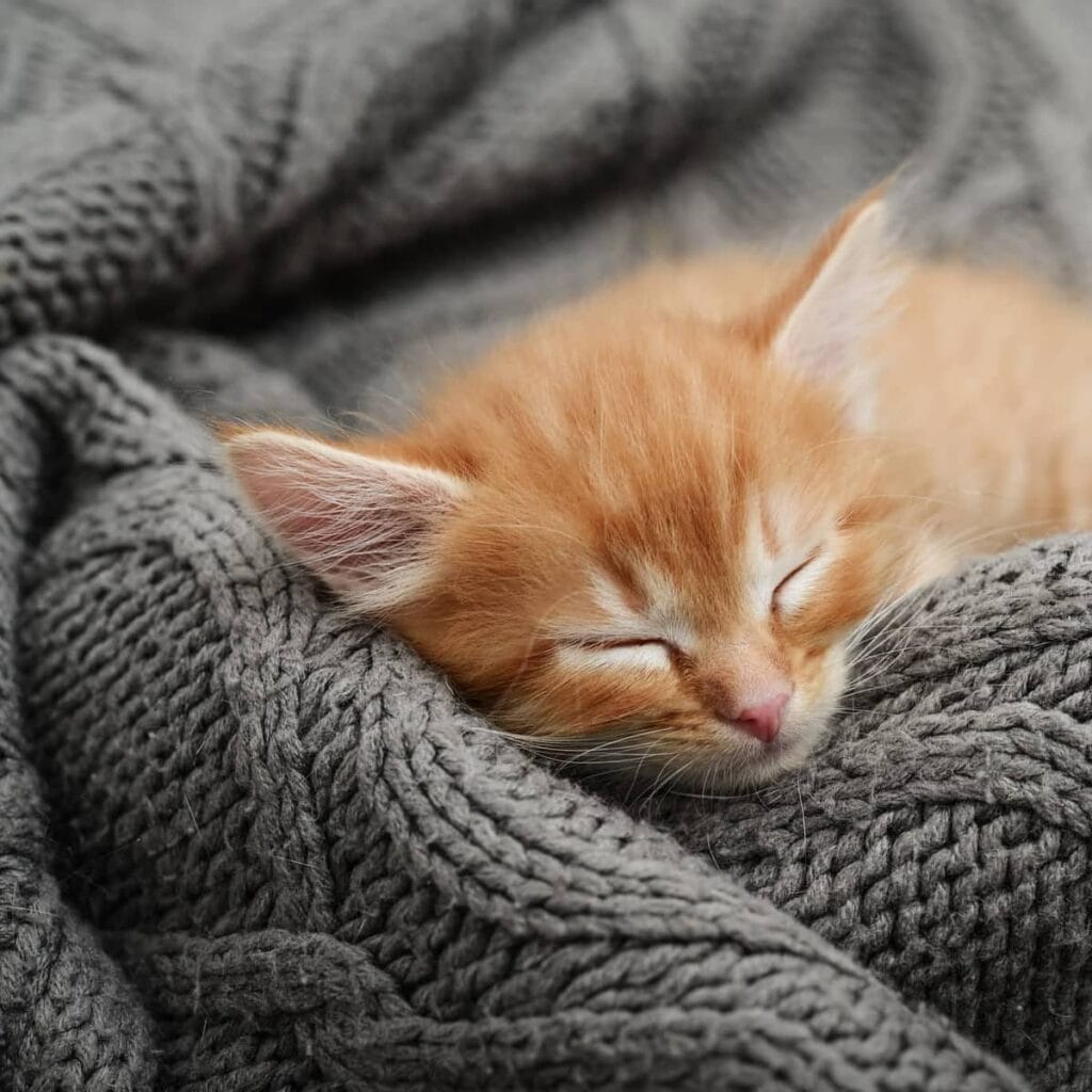 Katzennamen weiblich Liste