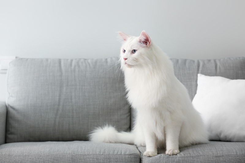 Katzenrasse Maine Coon Katze