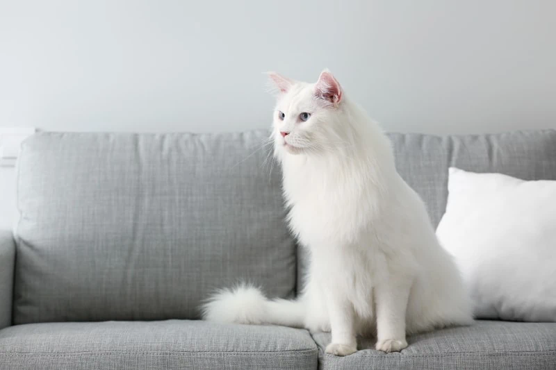 Katzenrasse Maine Coon Katze