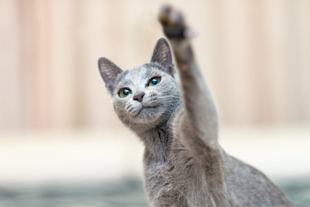Katzenrassen für Allergiker: Russisch Blau