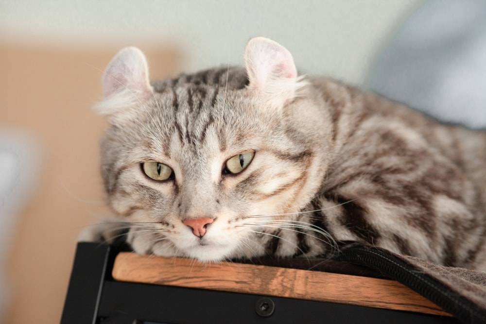 Katzenrassen mit gebogenen ohren - Amaerican Curl