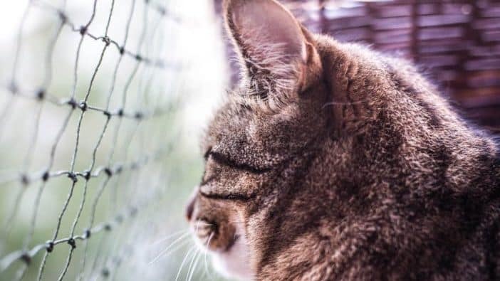 Katzenschutznetz Balkon