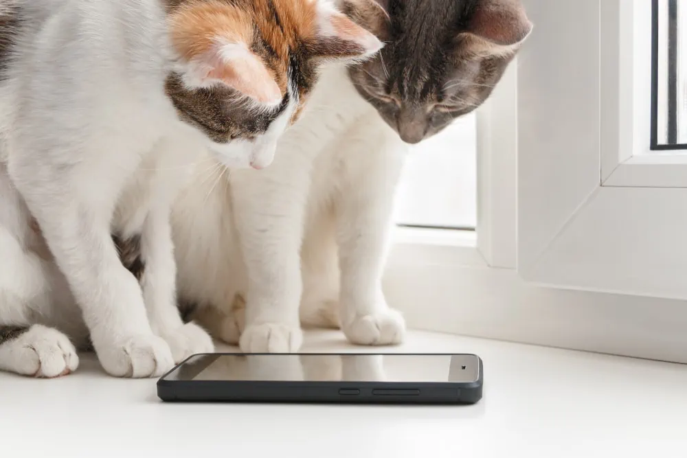 Katzenspiele Apps