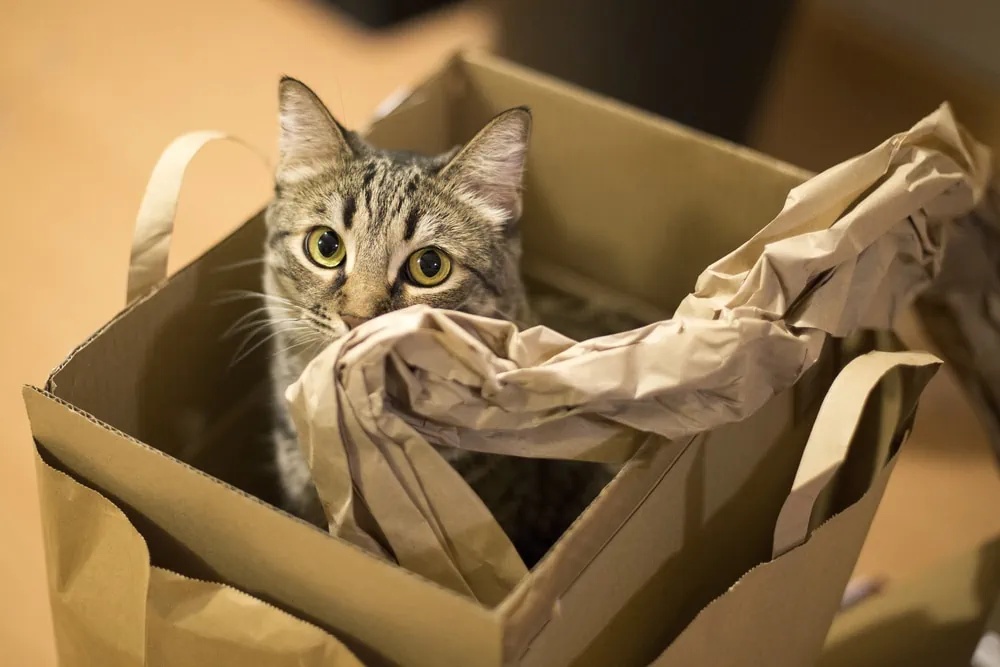 Katzenspielen