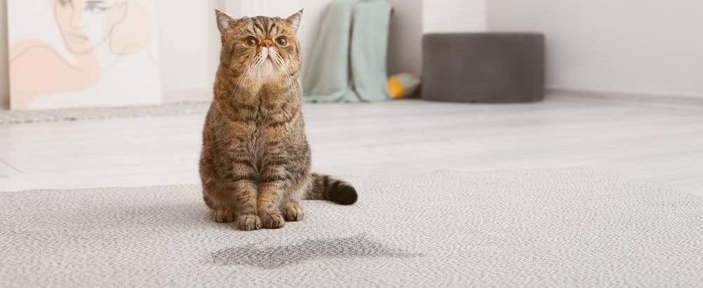 Katzenurin entfernen Anleitung
