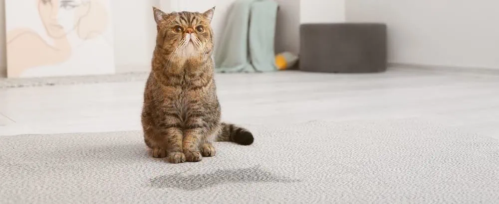 Katzenurin entfernen Anleitung