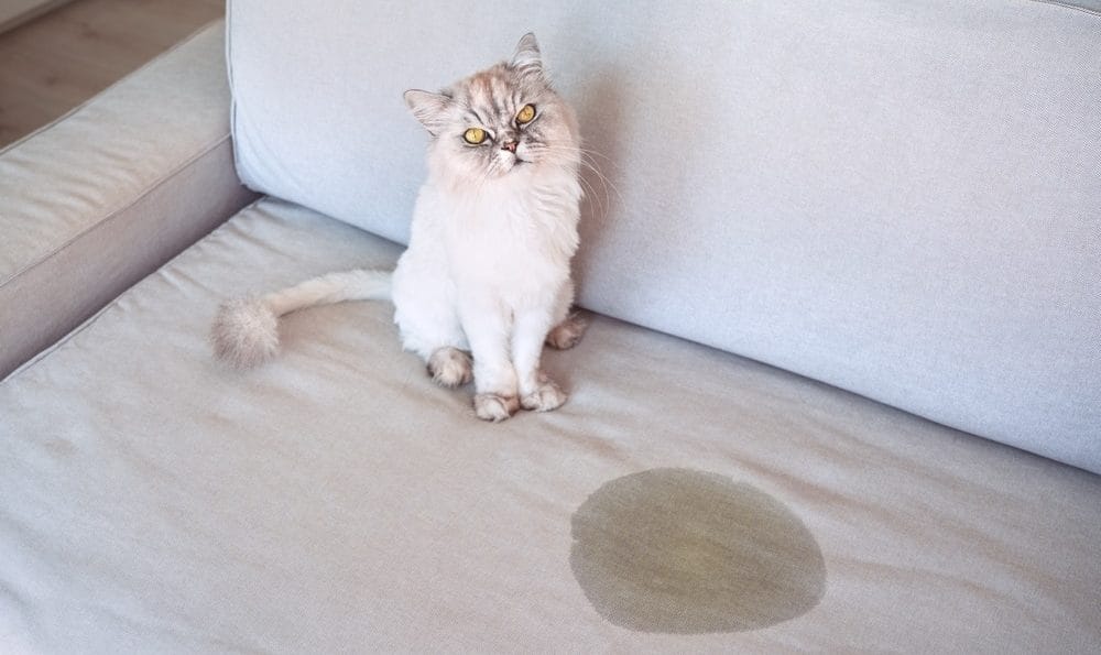 Katzenurin Entfernen Die Anleitung wie es RICHTIG geht