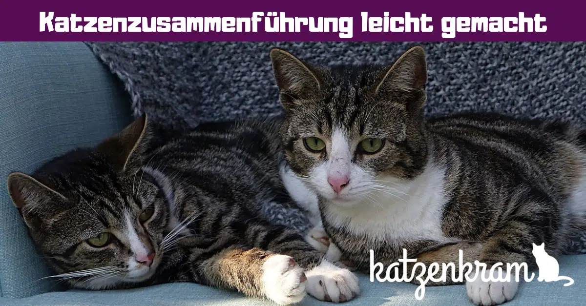 5 Tipps Neue Katze Zieht Ein Katzen Erfolgreich