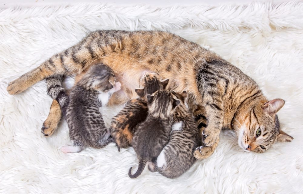 Kitten Ernährung Muttermilch
