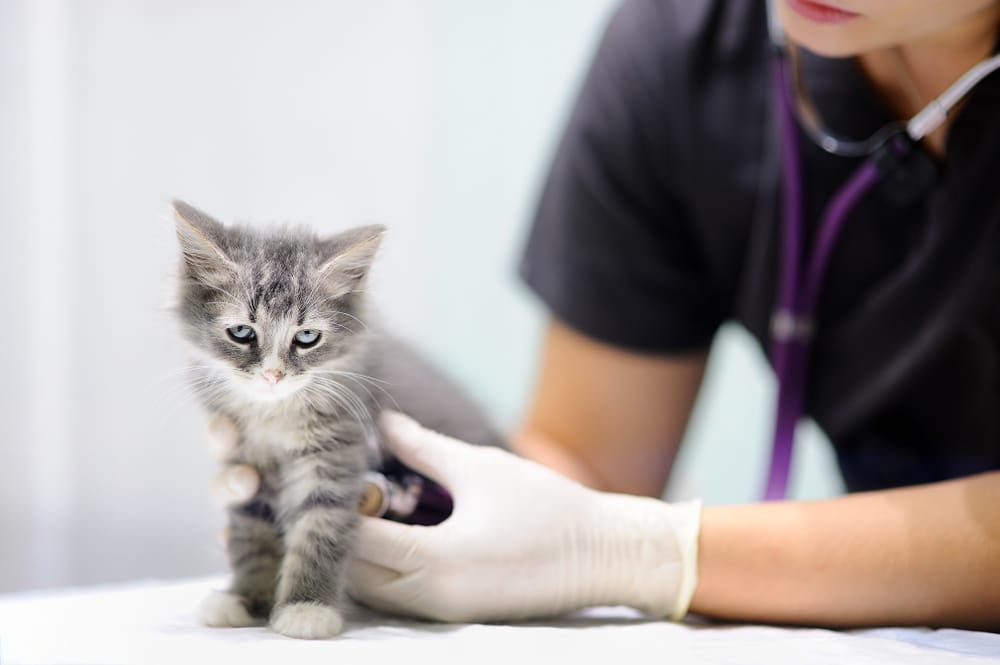 Kitten beim ersten Tierarztbesuch