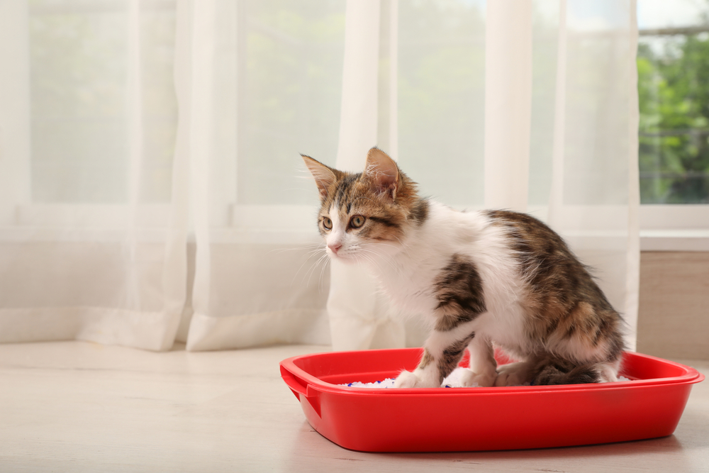 Kitten frisst Katzenstreu