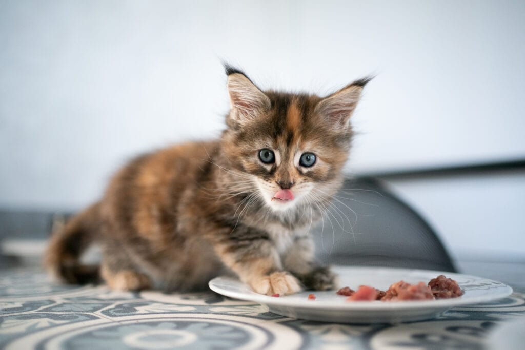 Kitten füttern