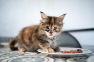 Kitten füttern
