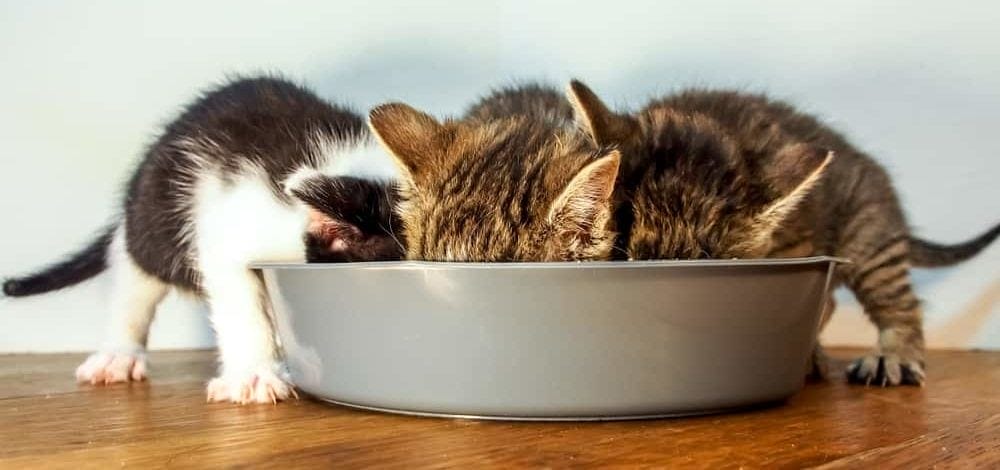 Kitten füttern wie viel