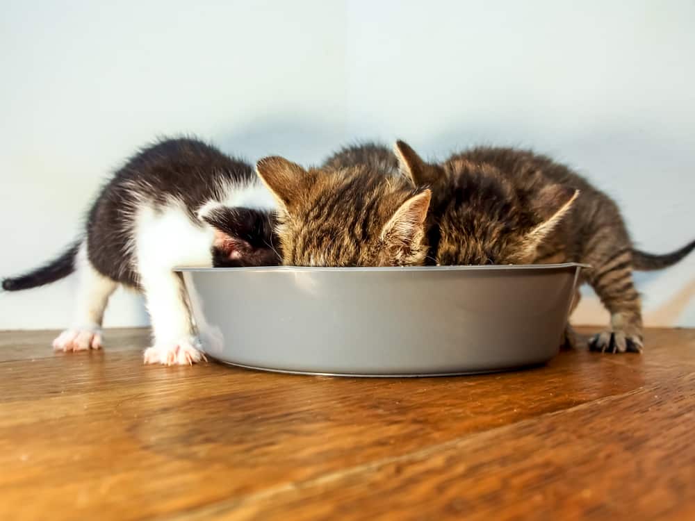 Kitten füttern wie viel