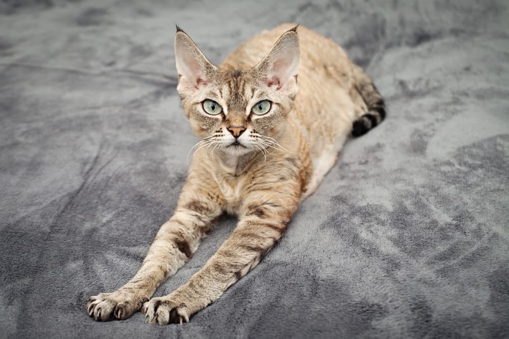 Kleine Katzen: Devon Rex