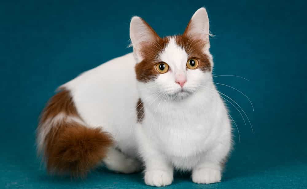 Kleine Katzenrasse: Munchkin