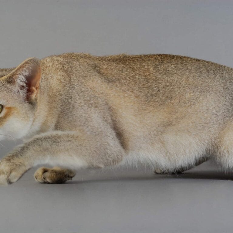 Die kleinsten Katzenrassen der Welt