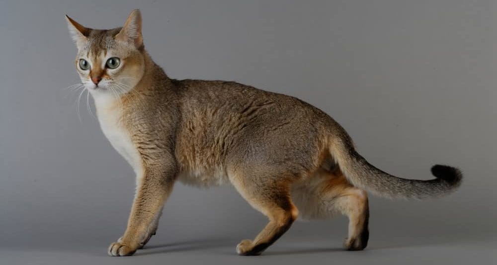 Die Singapura ist die kleinste Katzenrasse der Welt
