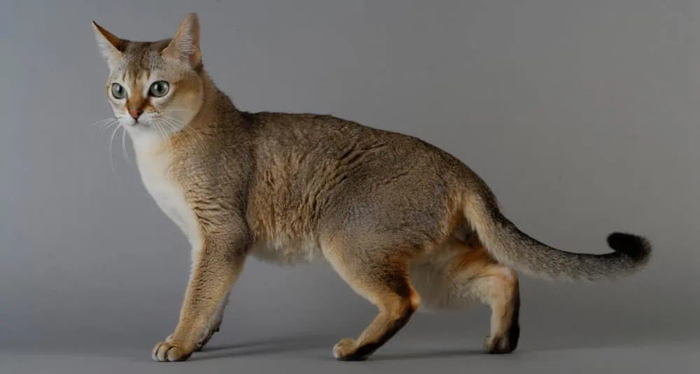 Die Singapura ist die kleinste Katzenrasse der Welt