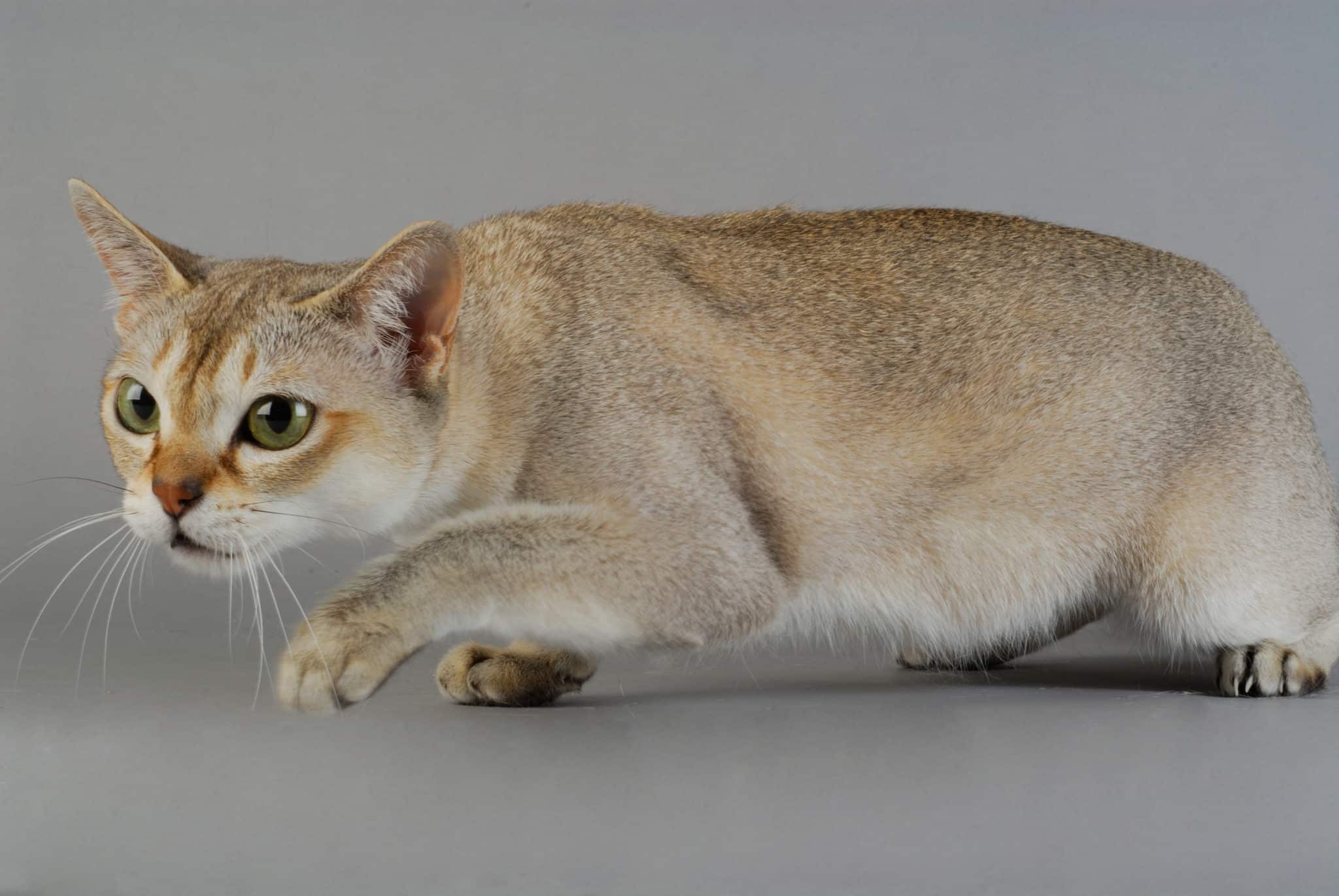 Сингапурская кошка