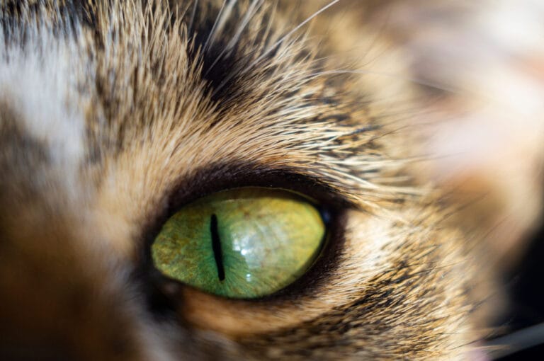 Können Katzen Farben sehen