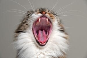 Katzen erkennen ihren Namen, reagieren aber meist einfach nicht